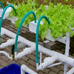 Beneficial Bacteria and Fungi in Hydroponics: A Beginner's Guide