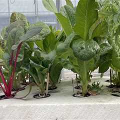 Everything You Need to Know About Calcium, Magnesium, and Sulfur for Hydroponic Gardening