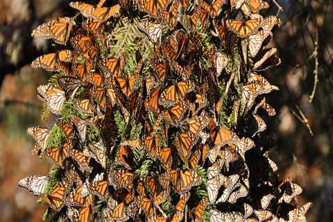 Tracking and Monitoring Butterfly Populations in Southwest Florida: A Comprehensive Guide