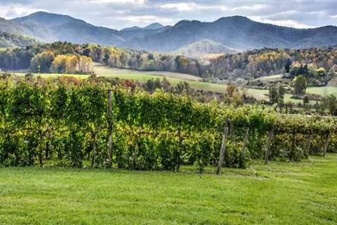 Exploring the Vineyards in Dulles, Virginia: Are There Any Restrictions on Bringing Outside Food or ..