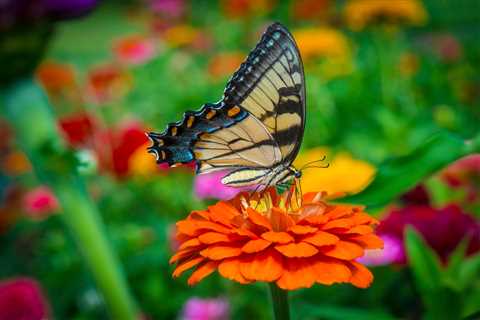 Attract Bees and Butterflies: Transform Your Garden into a Pollinator Paradise