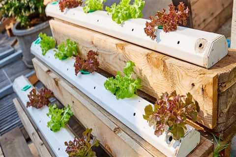 Budget-Friendly Options for Your Hydroponic Garden