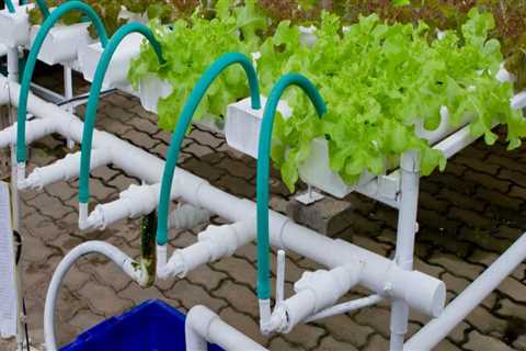 Beneficial Bacteria and Fungi in Hydroponics: A Beginner's Guide