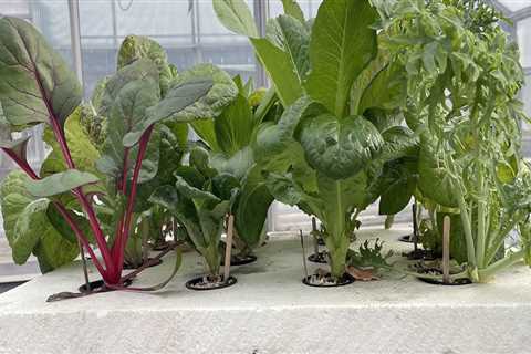 Everything You Need to Know About Calcium, Magnesium, and Sulfur for Hydroponic Gardening