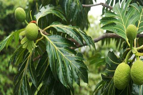 The Impact of Hawaii's Climate on the Food System