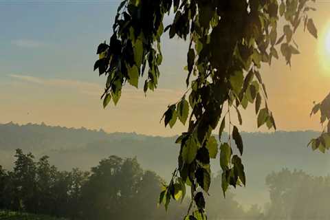 Exploring the Organic Vineyards of Dulles, Virginia