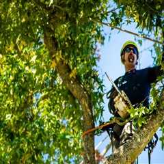 Navigating Urban Forestry: Tree Trimming Services In Portland, OR