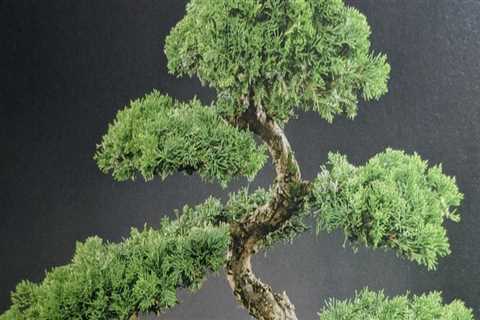 Creating Stunning Miniature Landscapes with Bonsai Trees in Honolulu