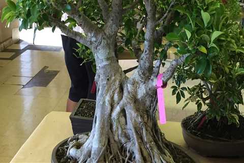 The Best Time to Repot Bonsai Trees in Honolulu