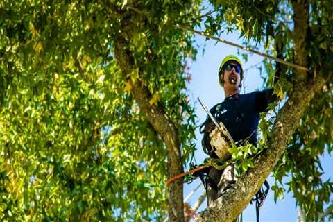 Navigating Urban Forestry: Tree Trimming Services In Portland, OR