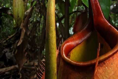 The Fascinating World of Carnivorous Plants: Uncovering the Largest Known Species