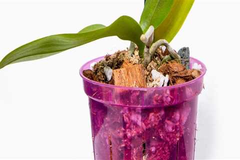 The Best Fertilizers for Your Orchids