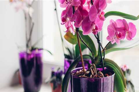 Common Mistakes to Avoid When Growing Orchids