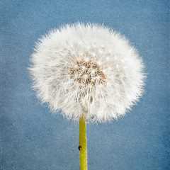 Dandelion (Ready To Fly)