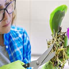 Why Consulting An Arborist Is Essential For Successful Orchid Gardening In Honolulu