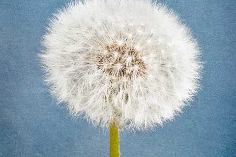 Dandelion (Ready To Fly)