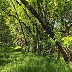 The Impact of Pollution on Plant Conservation in Anoka County, MN