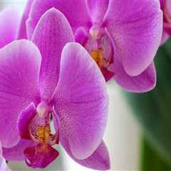 Blooming Success: The Vital Role Of Pest Treatment Services For Orchid Gardening In Las Vegas