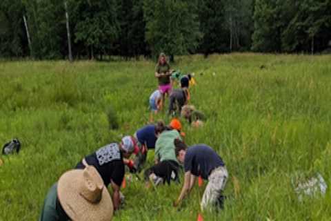 The Challenges of Plant Conservation in Anoka County, MN