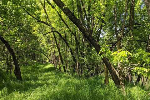 The Intersection of Plant Conservation and Cultural Preservation in Anoka County, MN