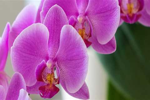 Blooming Success: The Vital Role Of Pest Treatment Services For Orchid Gardening In Las Vegas