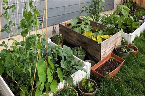 Gardening in King County, Washington: Tips and Regulations for a Successful Experience