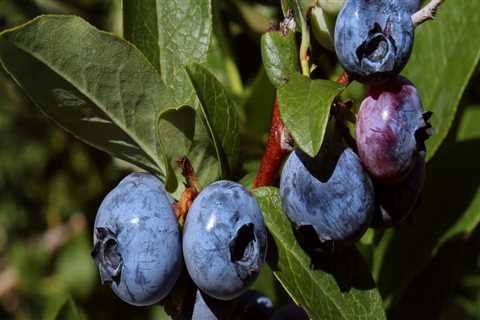 Gardening in King County, Washington: A Guide to Common Herbs and Vegetables