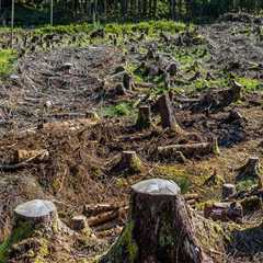 The Impact of Geography on Agriculture and Forestry in Gulfport, MS: An Expert's Perspective
