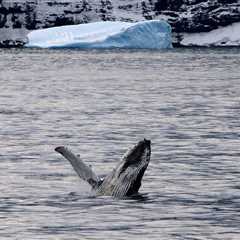 Polar marine megafauna needs more than Marine Protected areas