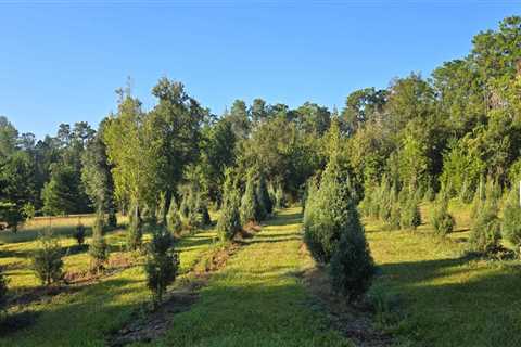 The Impact of Agriculture and Forestry in Gulfport, MS