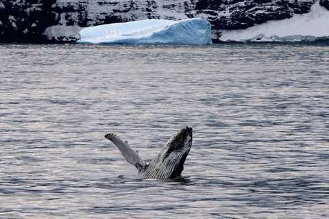 Polar marine megafauna needs more than Marine Protected areas