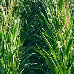 Exploring the Agritourism Opportunities on Farms in Southern Mississippi