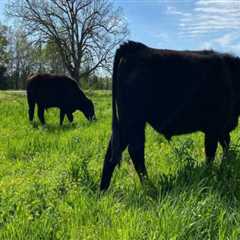 The Most Common Livestock Raised on Farms in Southern Mississippi