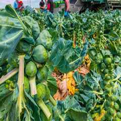Exploring the Farm-to-Table Movement in Southern Mississippi