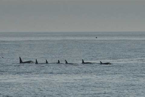Drone footage captured orcas crafting tools out of kelp – and using them for grooming