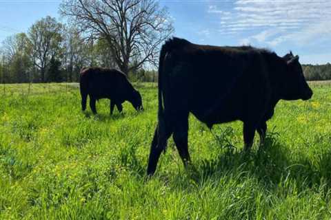 The Most Common Livestock Raised on Farms in Southern Mississippi