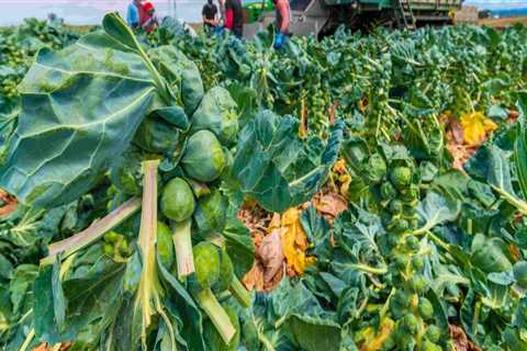 Exploring the Farm-to-Table Movement in Southern Mississippi