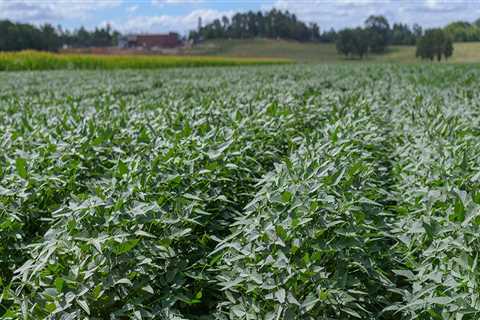 Exploring the Organic Farms in Southern Mississippi