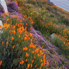 The World of Florists in Southern California: More Than Just Flowers