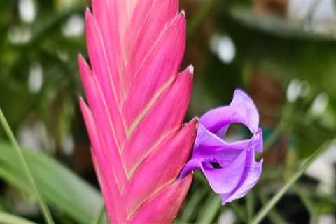 How Accent Lighting Enhances Orchid Gardening In Austin, Texas