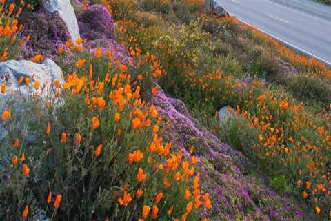 The World of Florists in Southern California: More Than Just Flowers