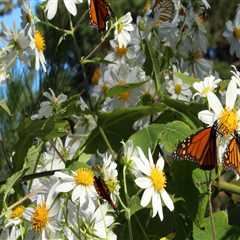 How Climate Change Is Altering Butterfly Gardening Practices in Southwest Florida