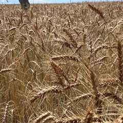 The Changing Landscape of Farming Income in Salt Lake County, Utah