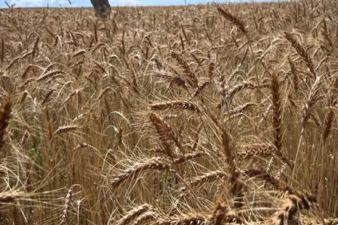 The Changing Landscape of Farming Income in Salt Lake County, Utah