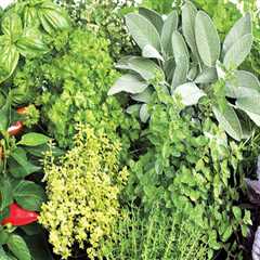 Expert Tips for Growing Herbs in Pinal County, Arizona