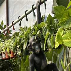 Expert Tips for Gardening in Small Spaces in Pinal County, Arizona