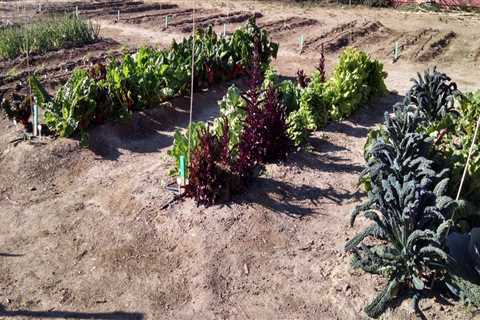 Expert Tips for Successful Gardening in Pinal County, Arizona