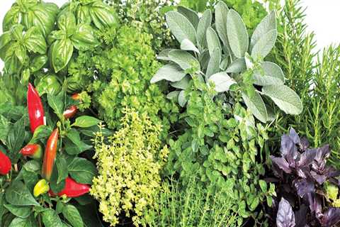 Expert Tips for Growing Herbs in Pinal County, Arizona