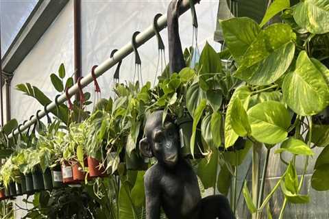 Expert Tips for Gardening in Small Spaces in Pinal County, Arizona