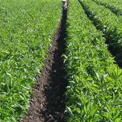Exploring the Agricultural Landscape: Crops Grown by Farmers in Waxhaw, North Carolina
